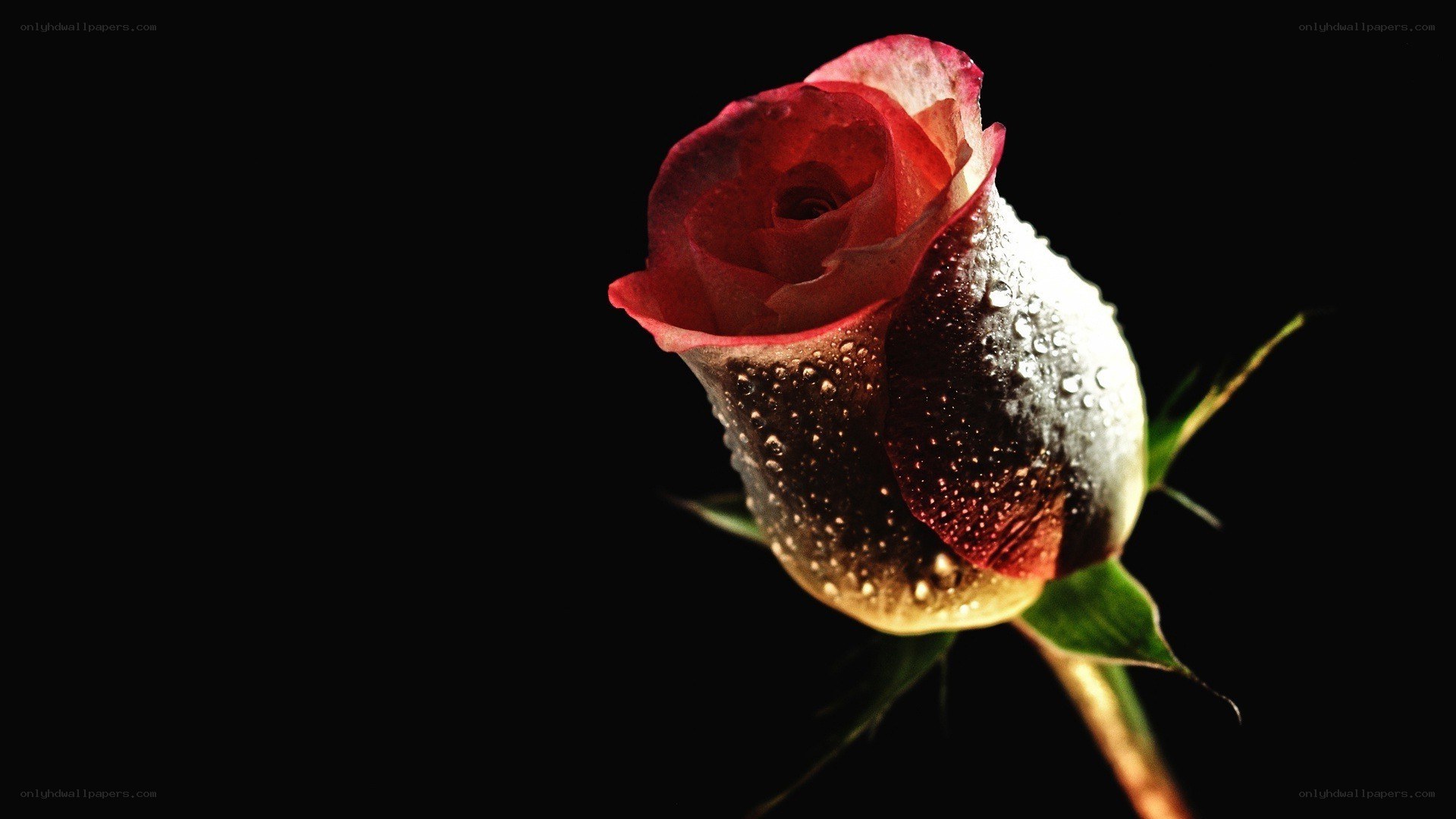 Red rose with water droplets