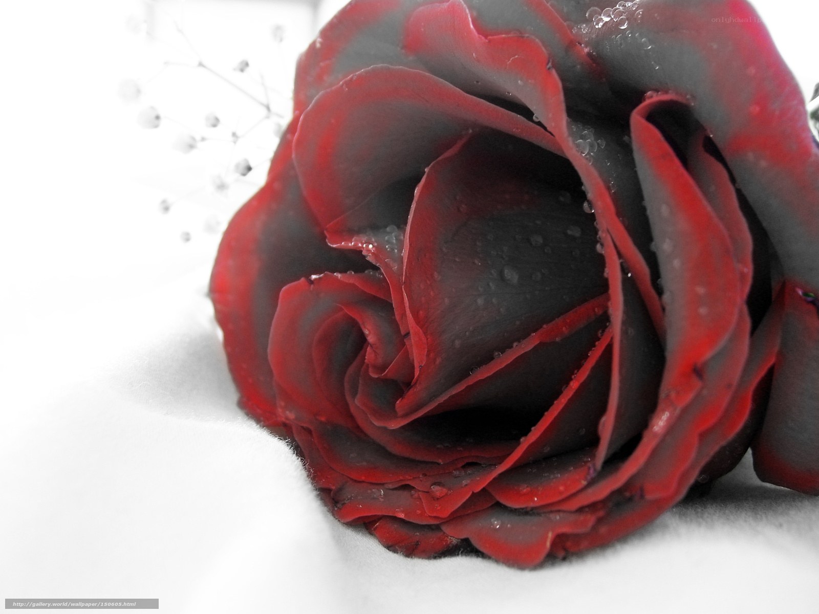 Red rose with water droplets