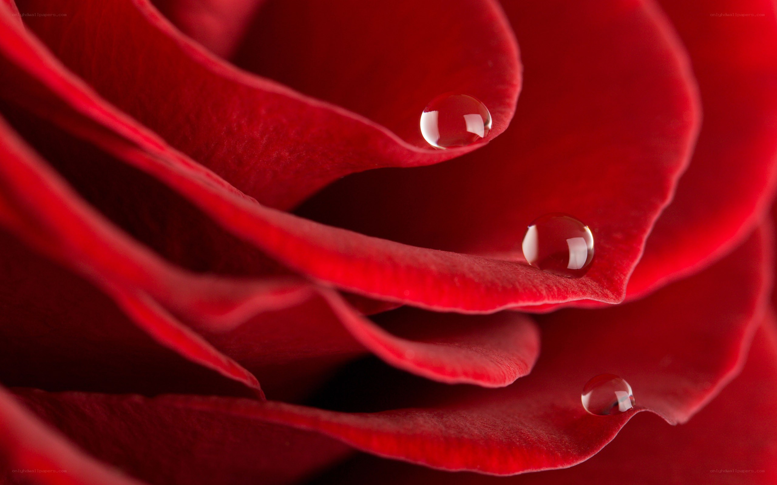 Red rose with water droplets
