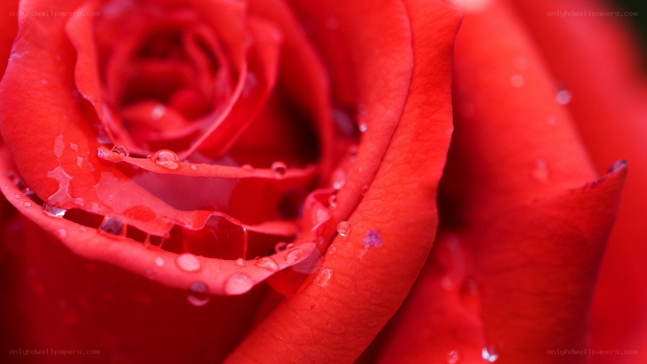Red rose with water droplets