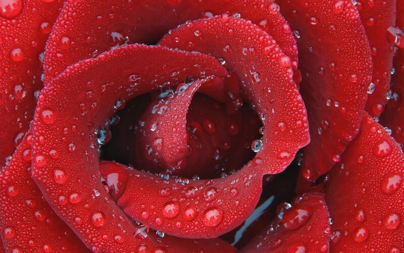 Red rose with water droplets