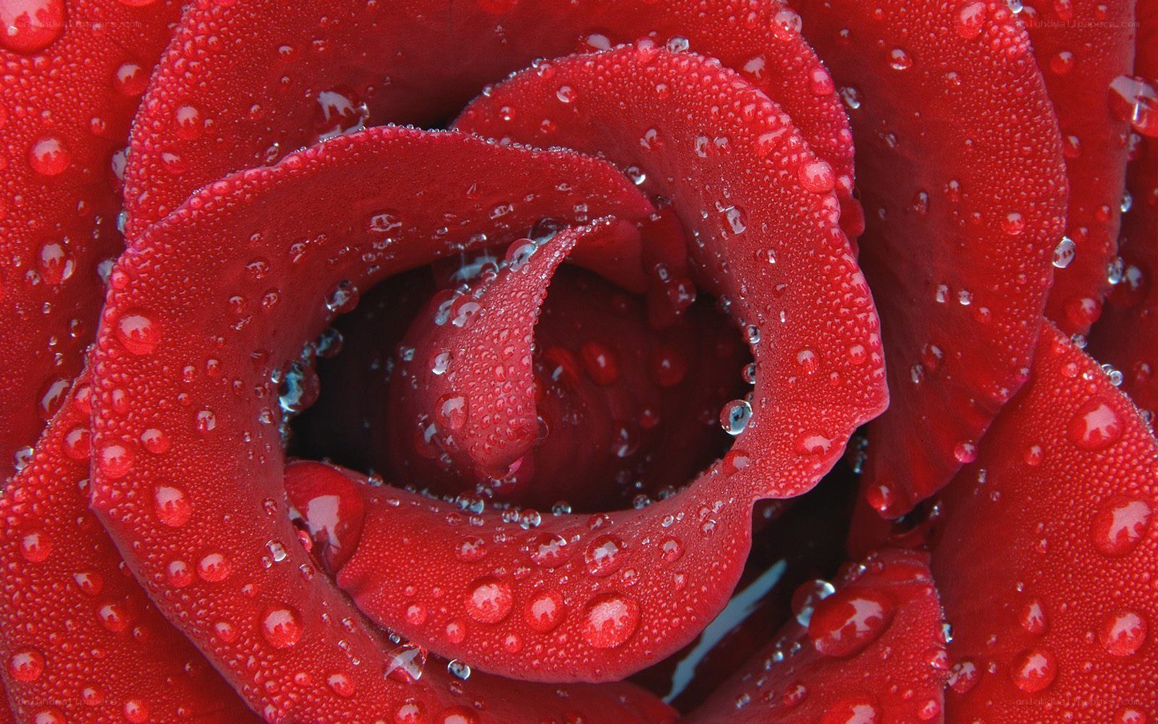 Red rose with water droplets