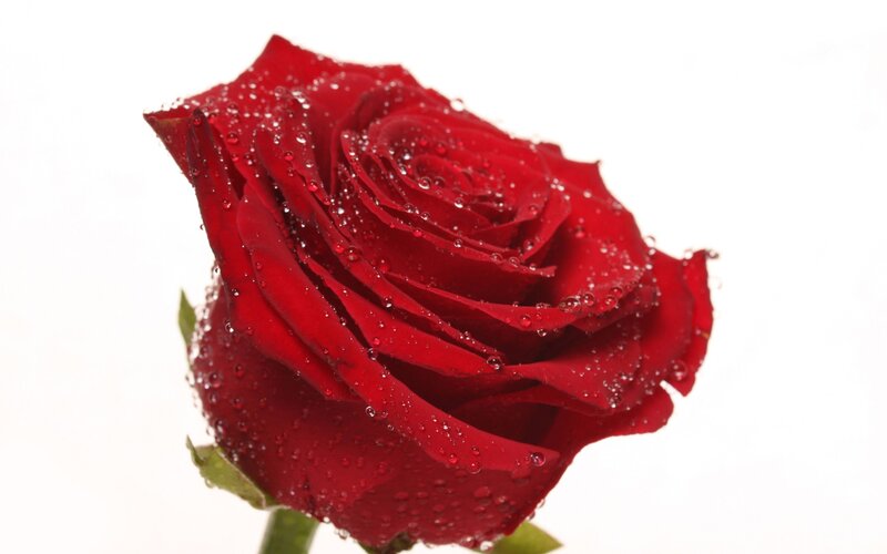 red rose with water droplets