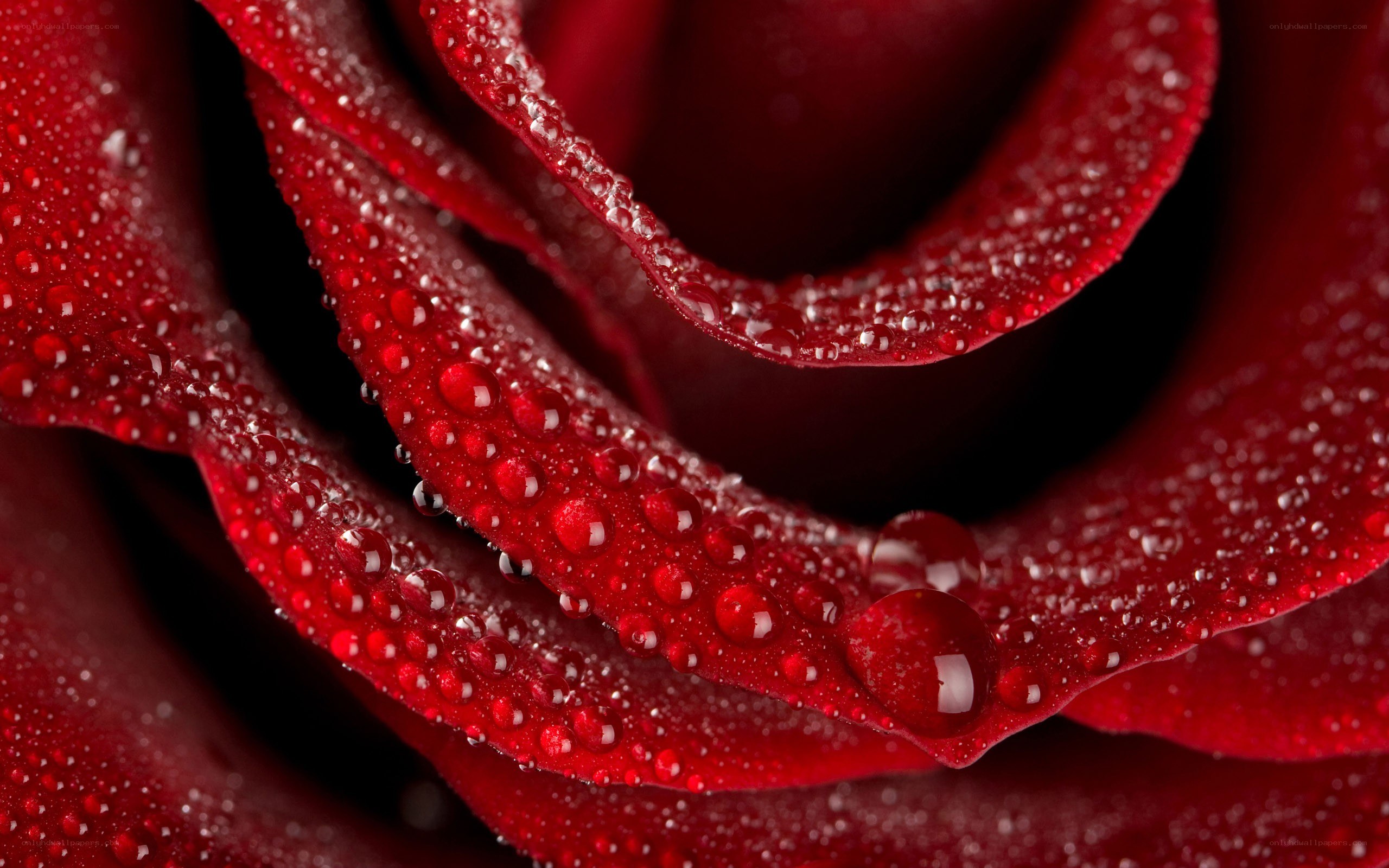 Red rose with water droplets