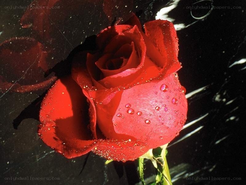 Red rose with water droplets