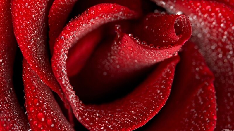 Red rose with water droplets