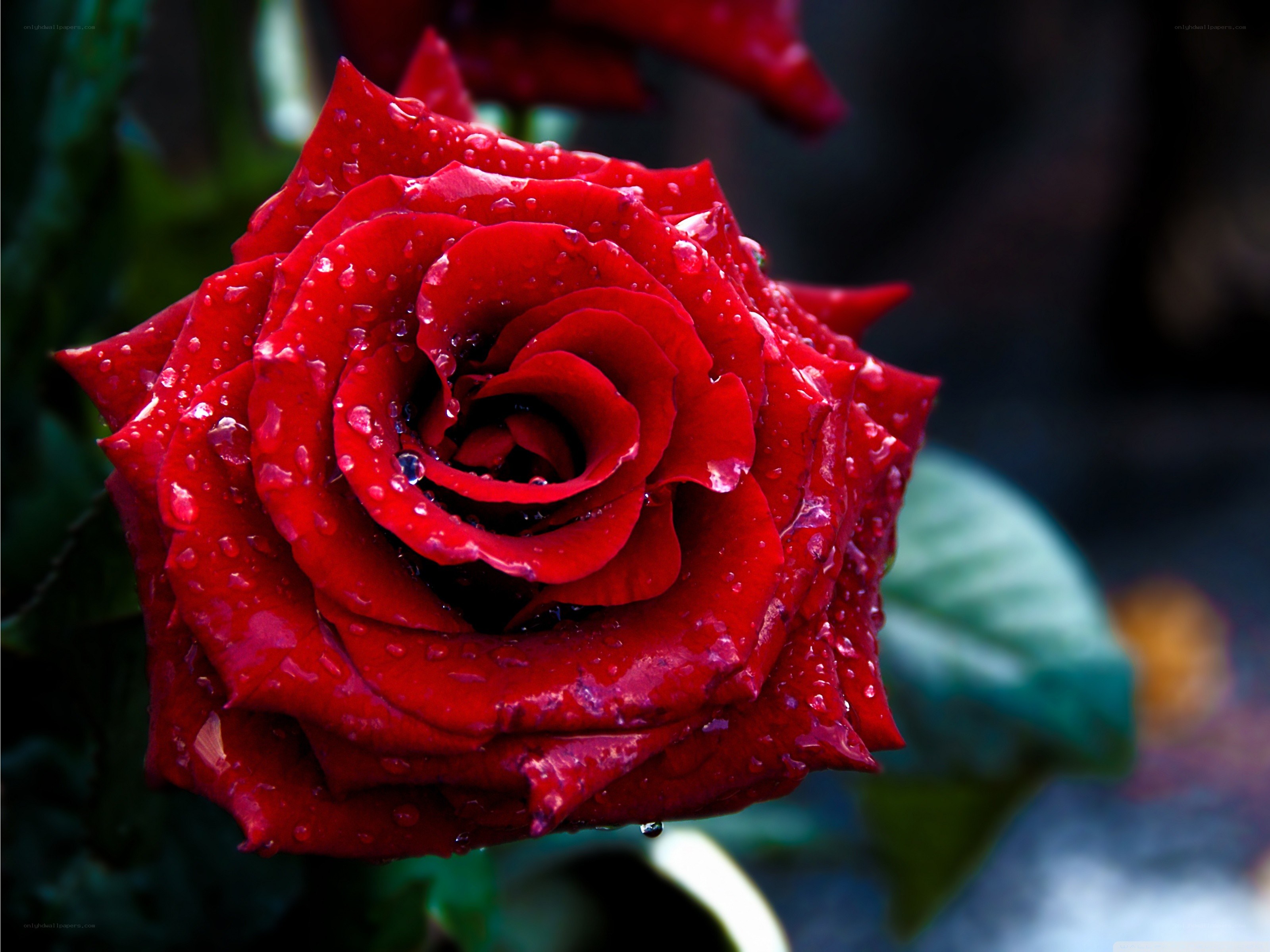 Red rose with water droplets
