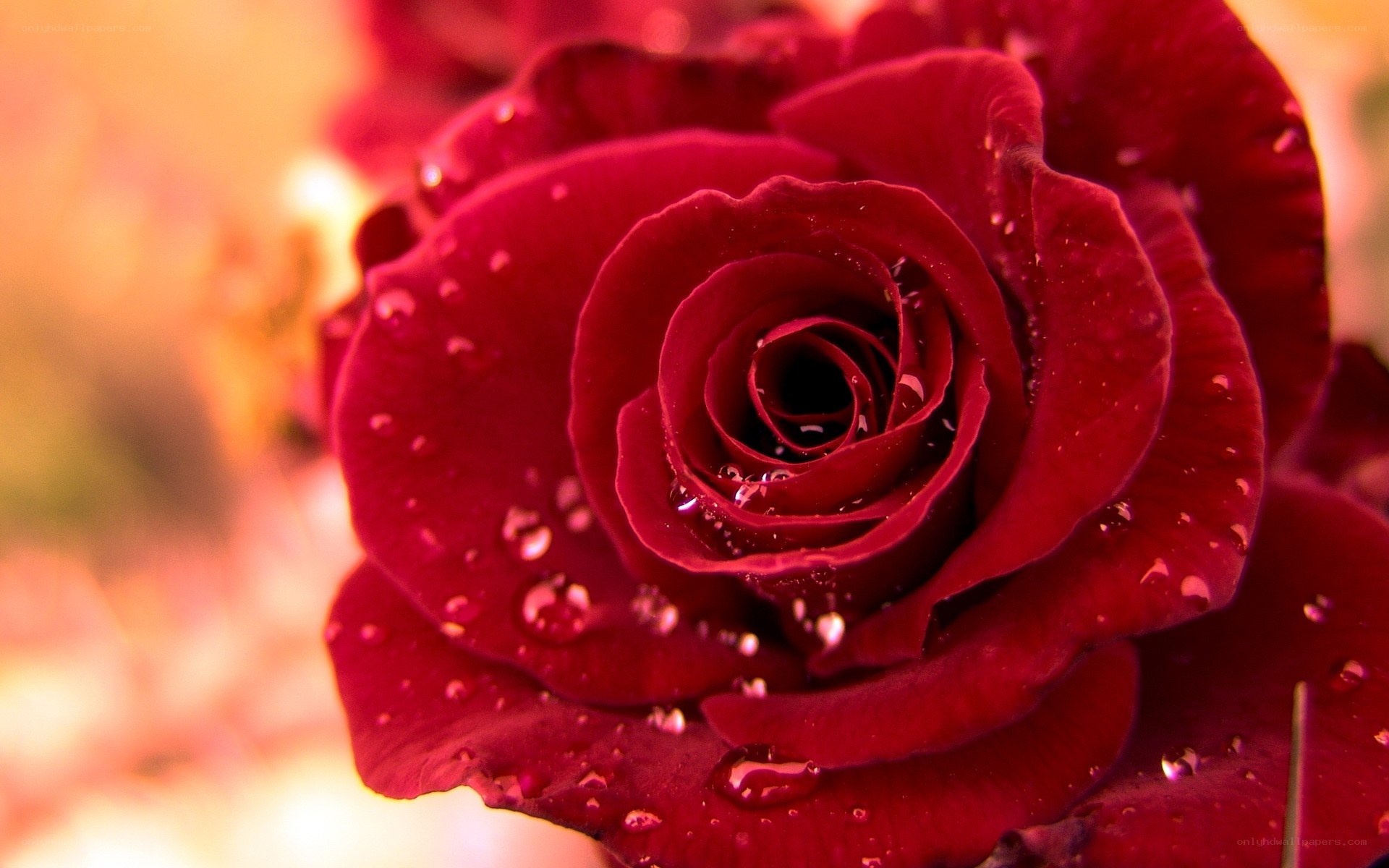 Red rose with water droplets