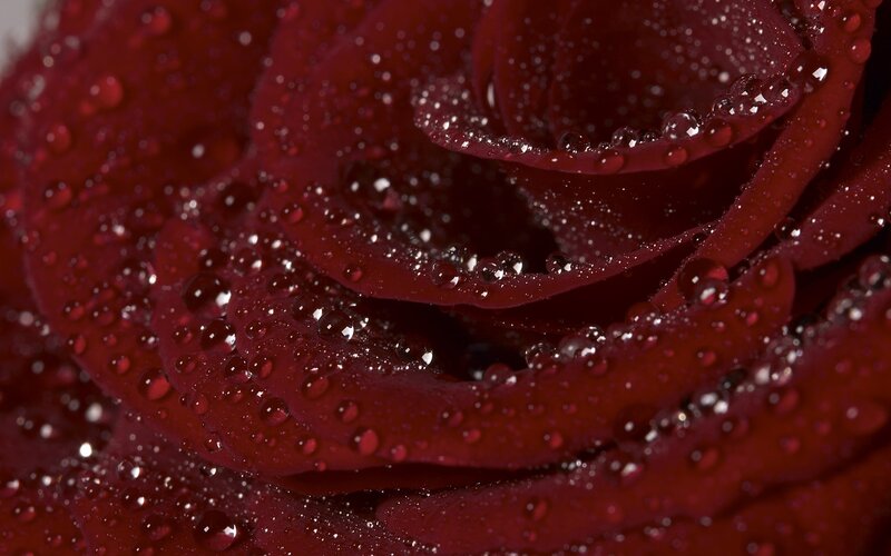 Red rose with water droplets