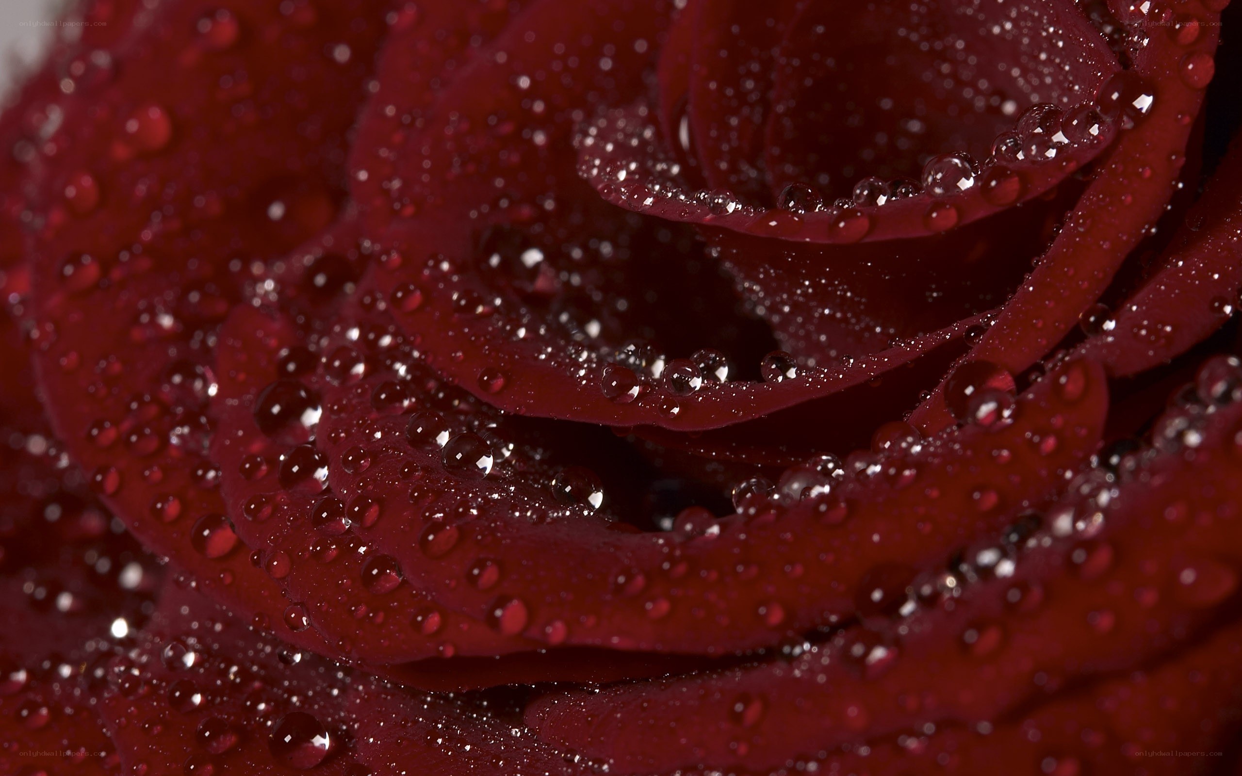Red rose with water droplets