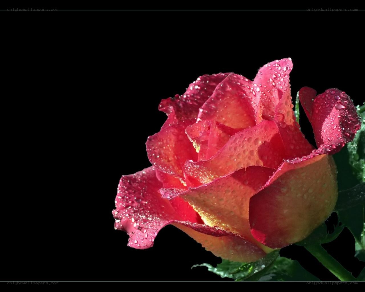 Red rose with water droplets