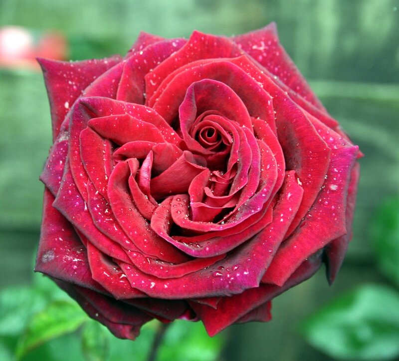Red rose with water droplets