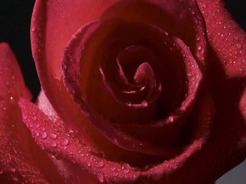 Red rose with water droplets