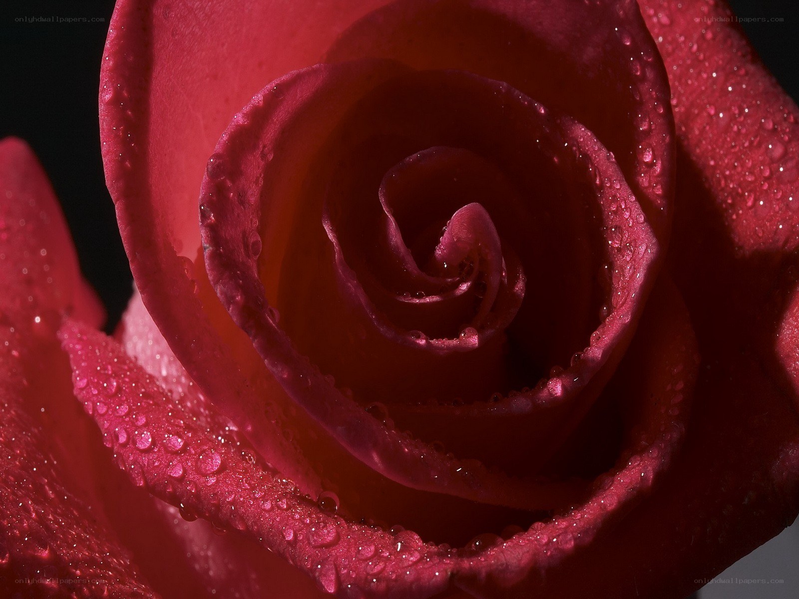 Red rose with water droplets