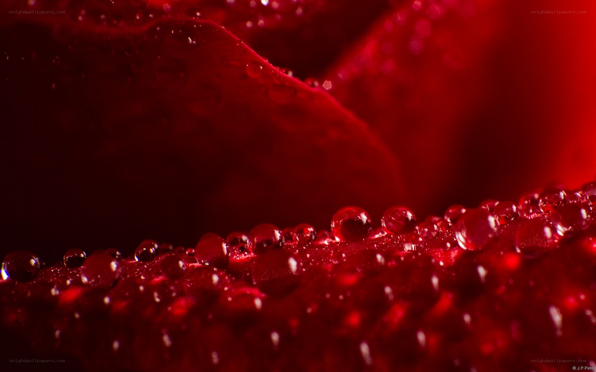 Red rose with water droplets