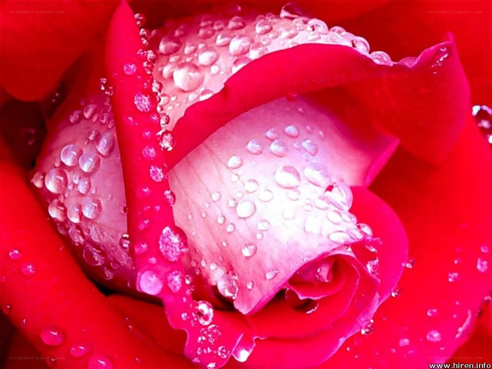 Red rose with water droplets