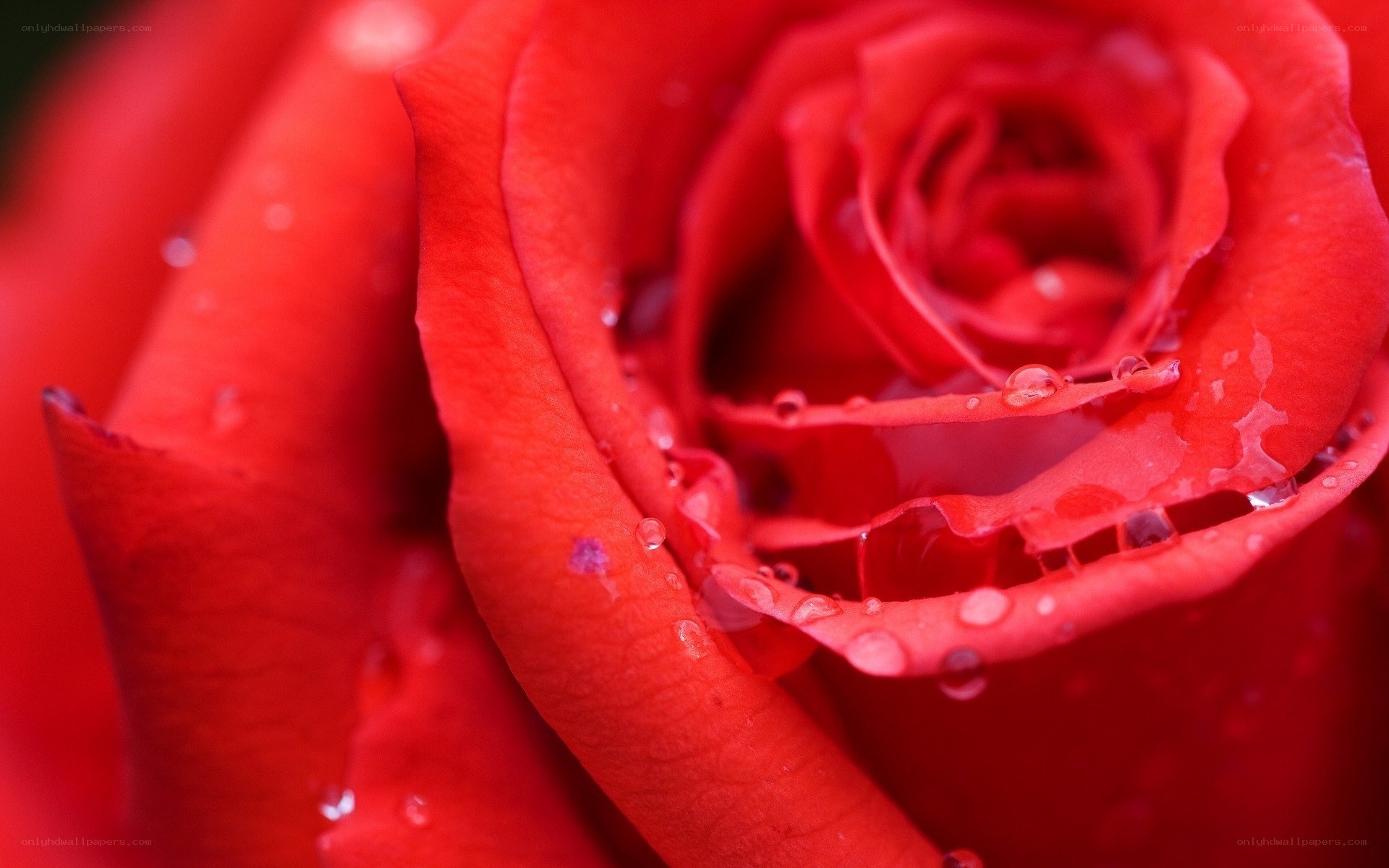 Red rose with water droplets