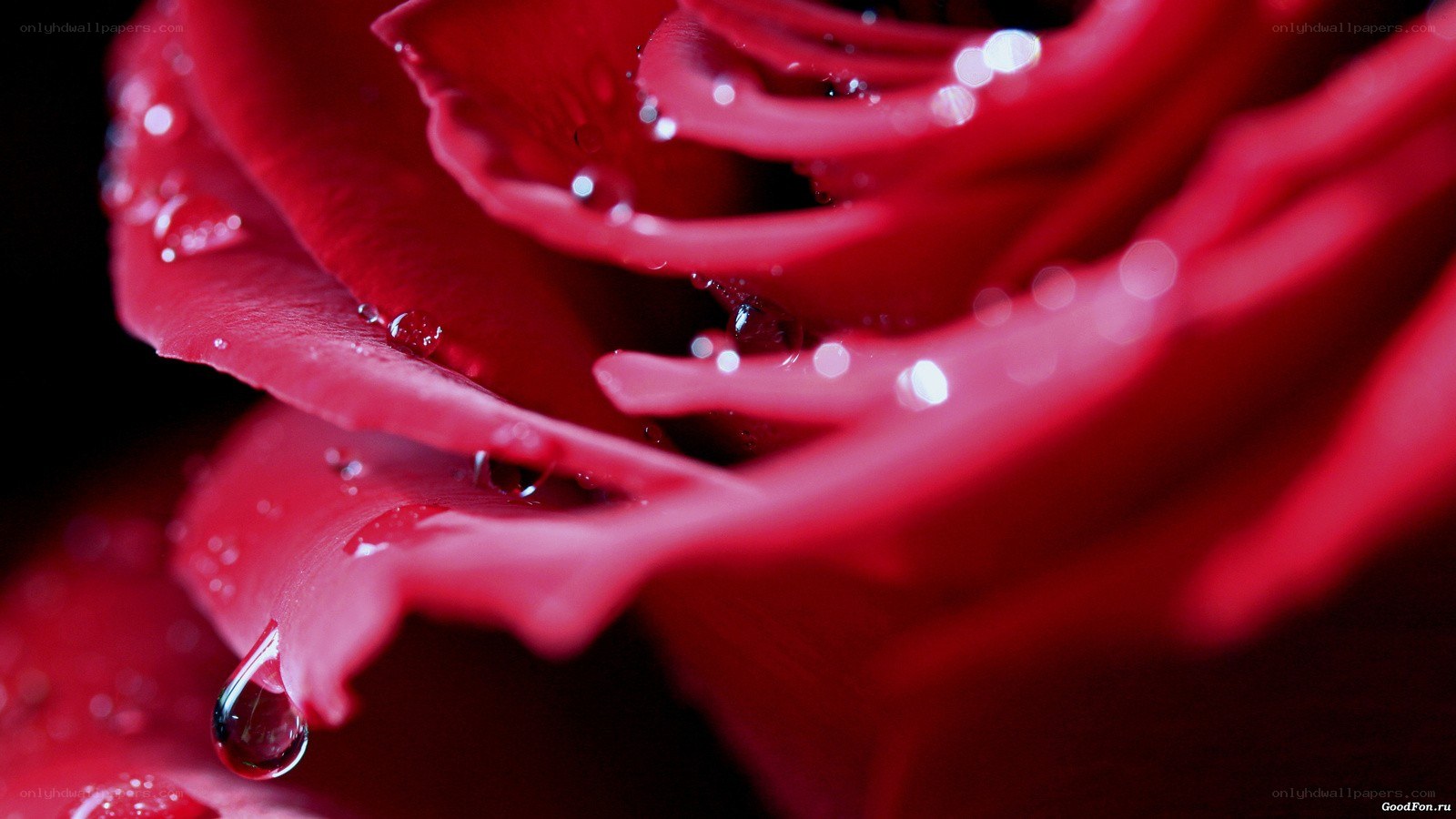 Red rose with water droplets