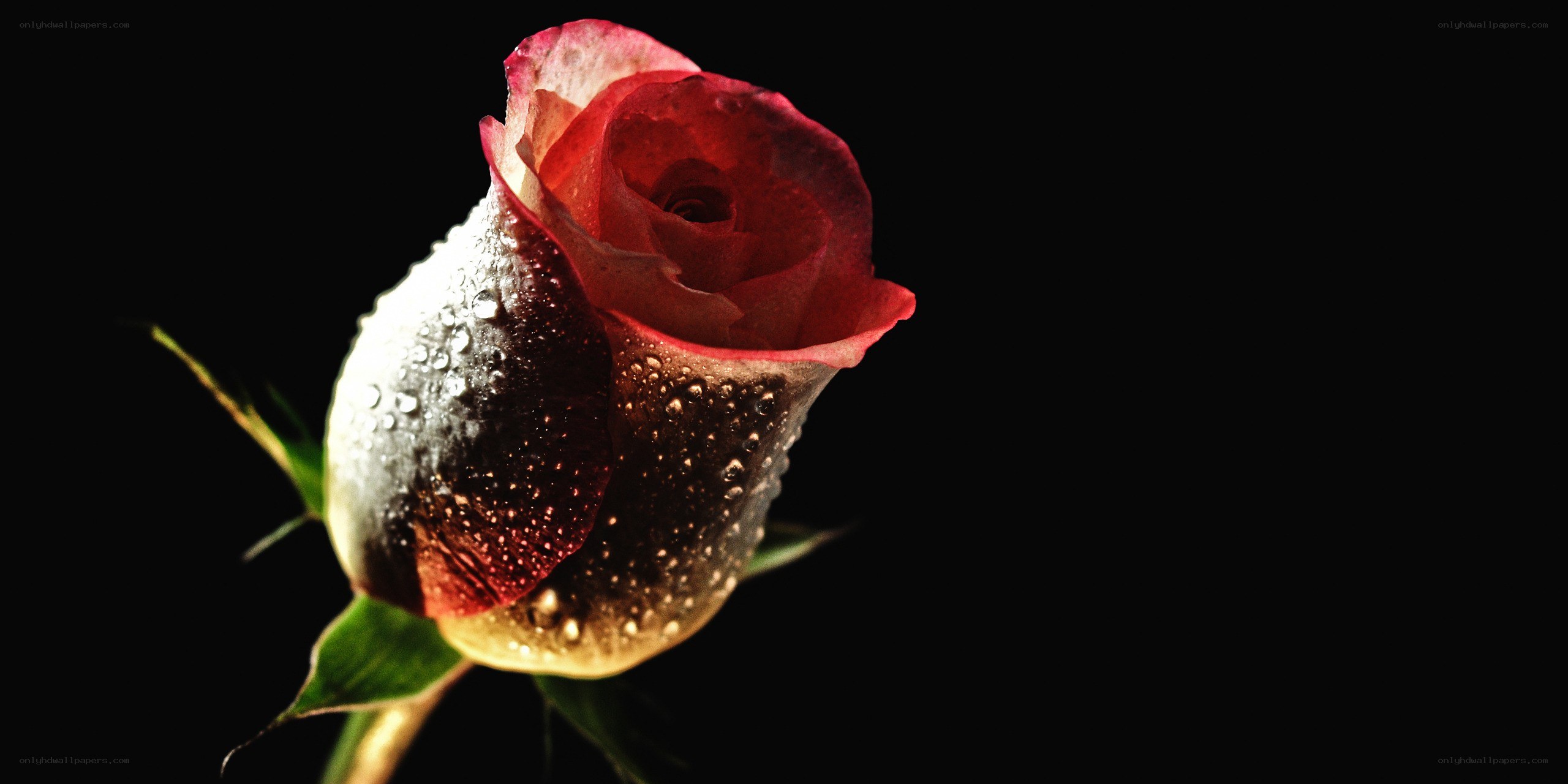 Red rose with water droplets