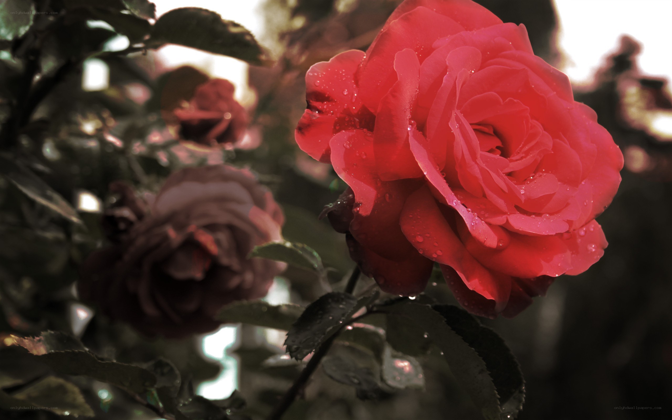 Red rose with water droplets