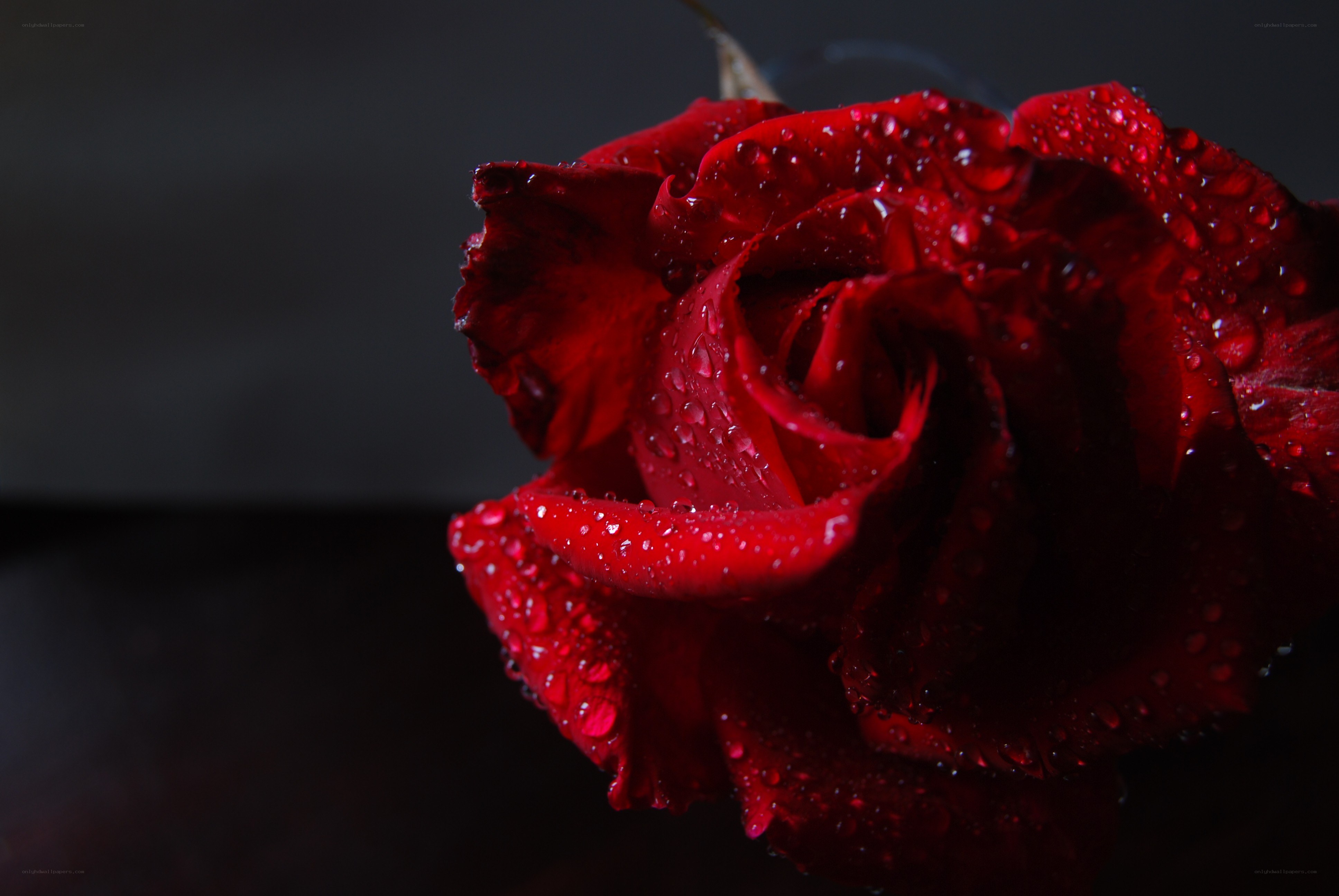 Red rose with water droplets