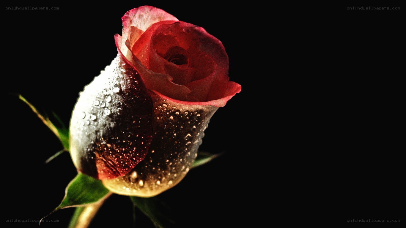 red rose with water droplets