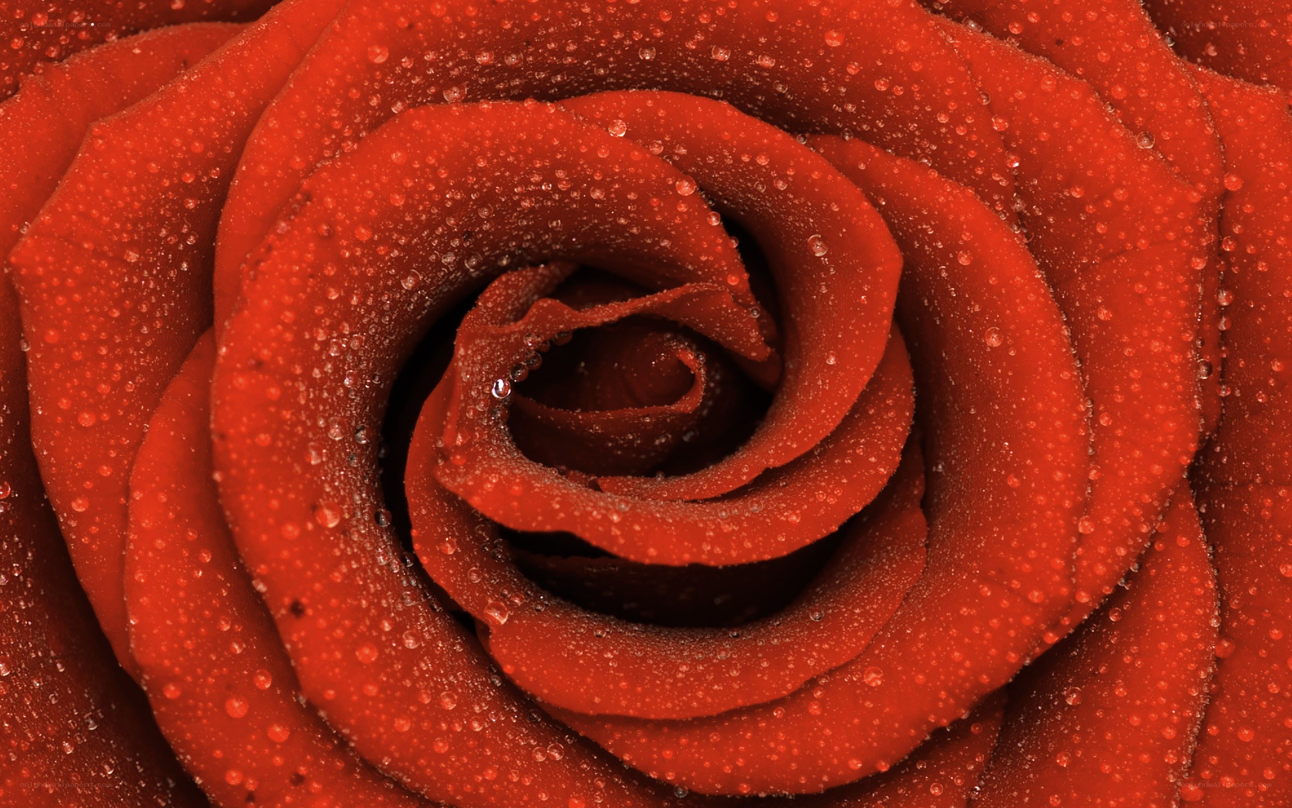 red rose with water droplets