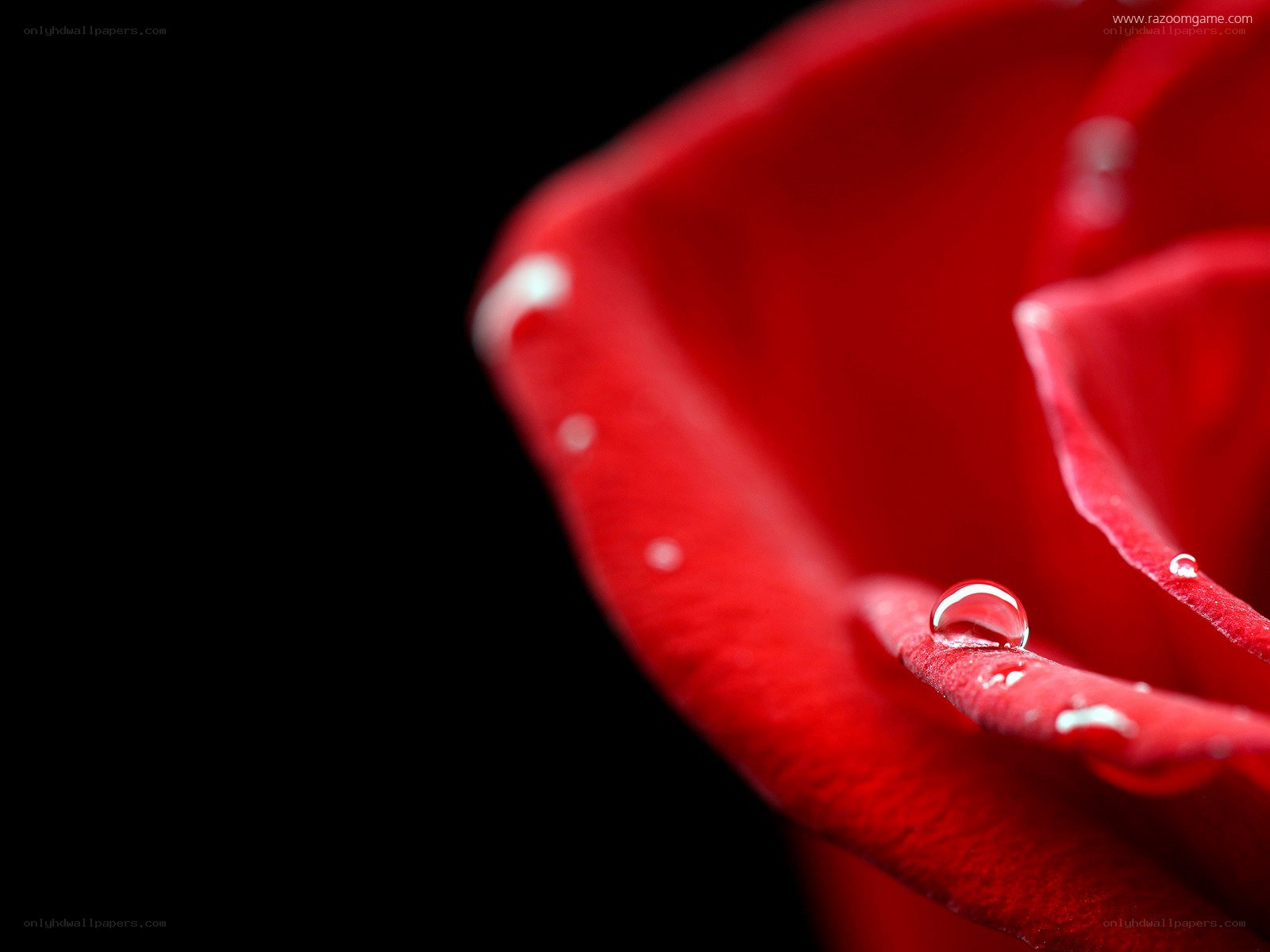 Red rose with water droplets