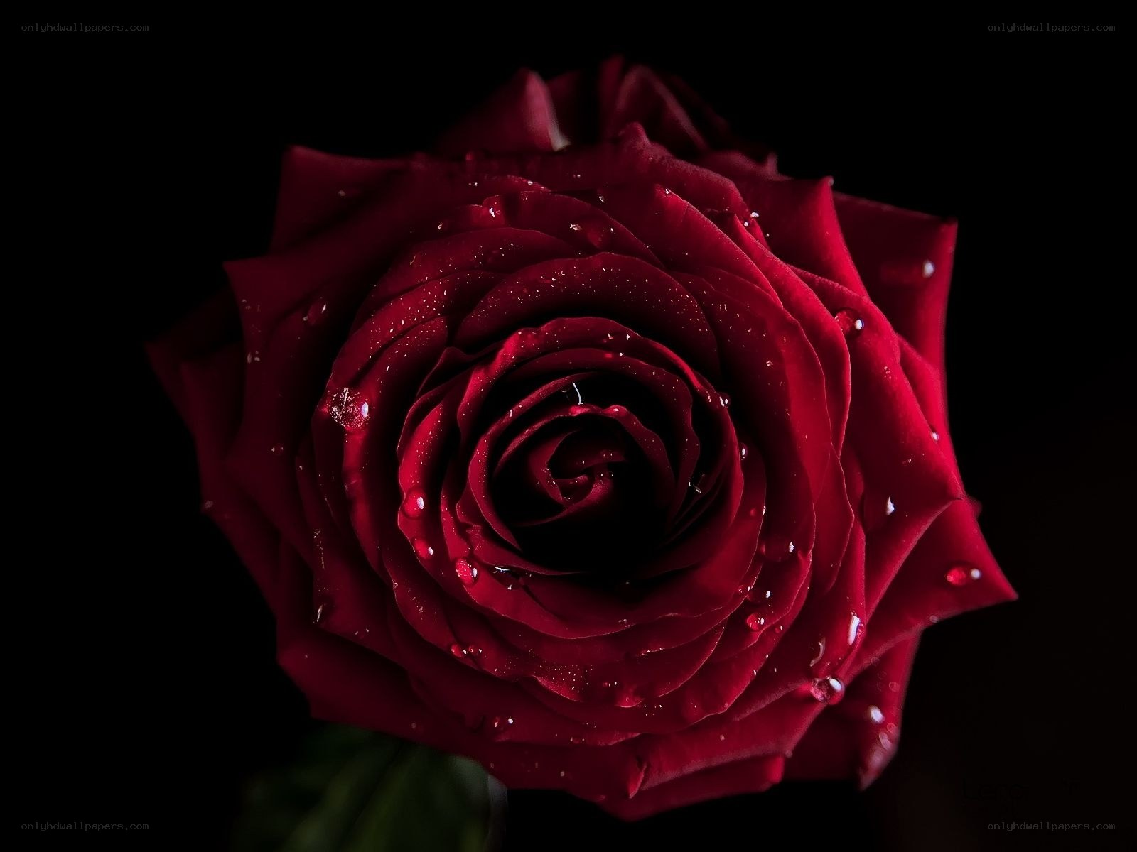 Red rose with water droplets