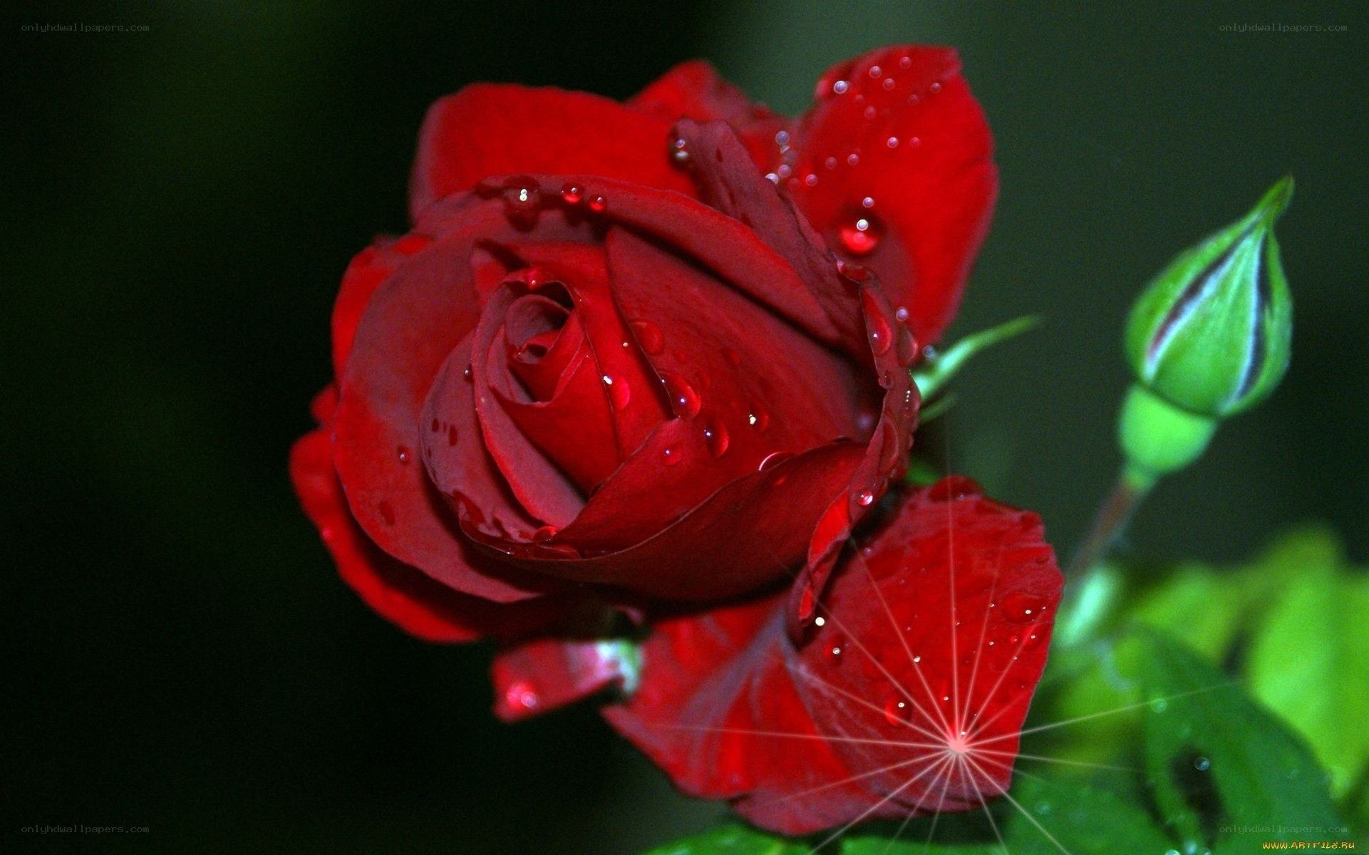 Red rose with water droplets
