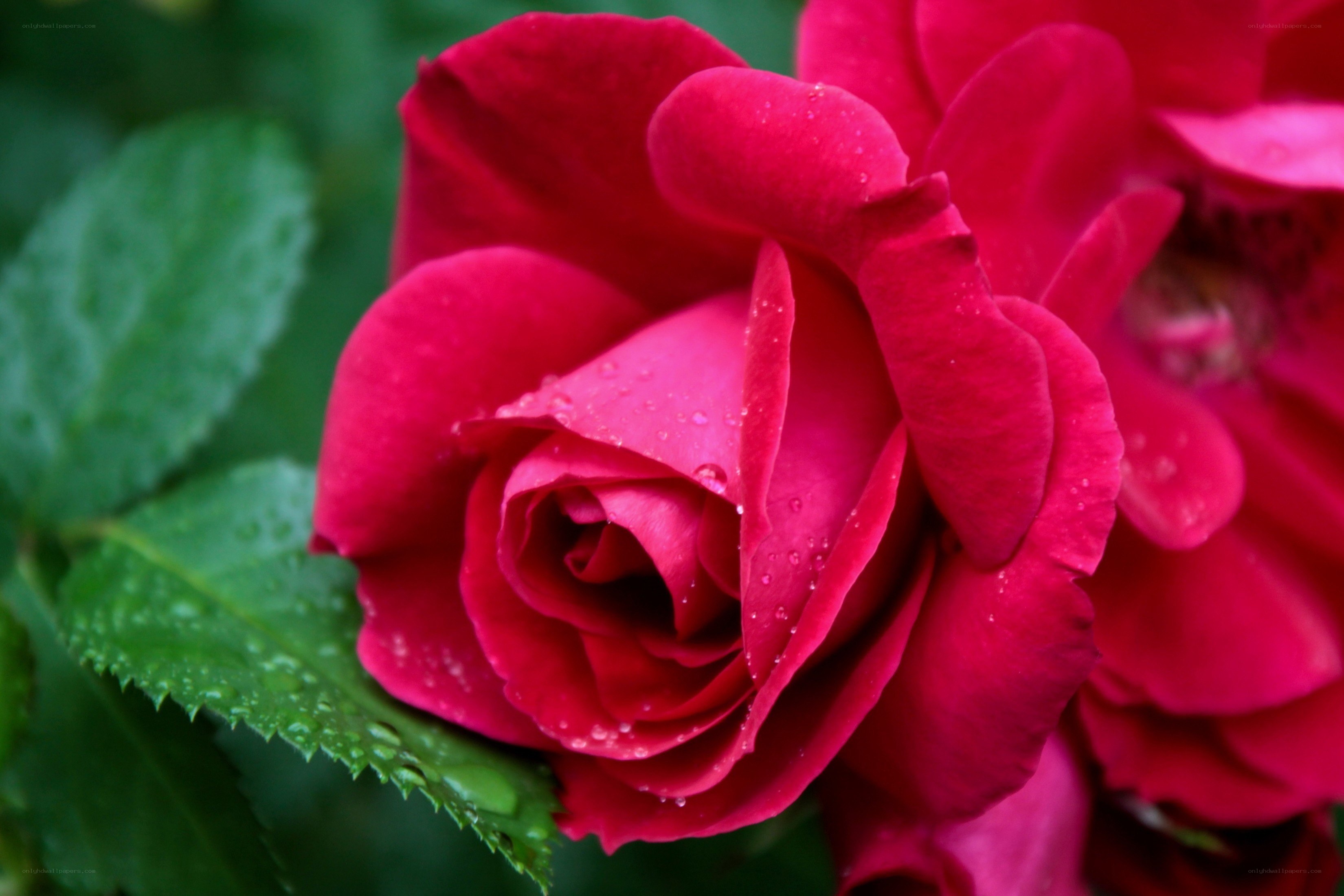 Red rose with water droplets