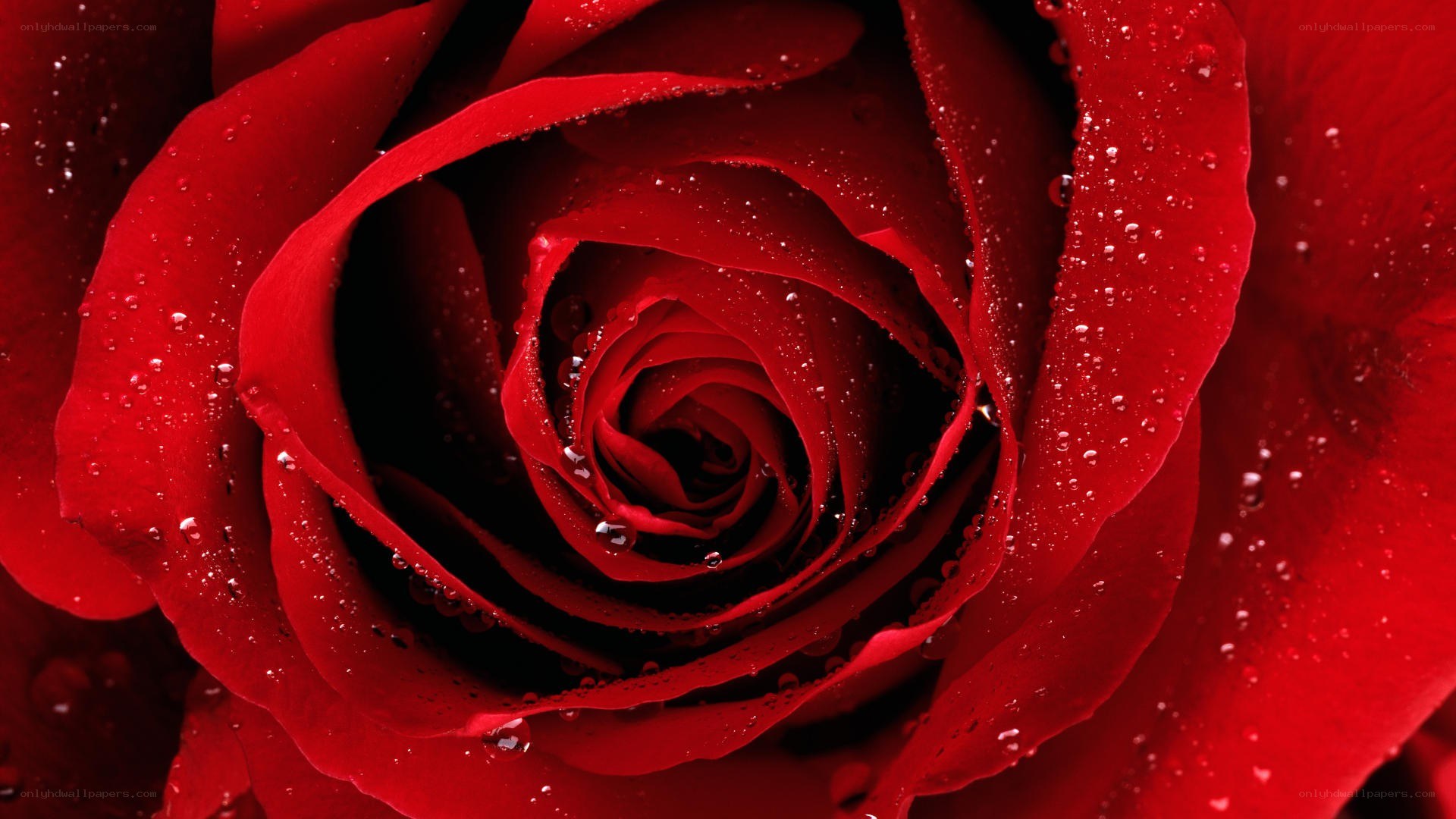 red rose with water droplets