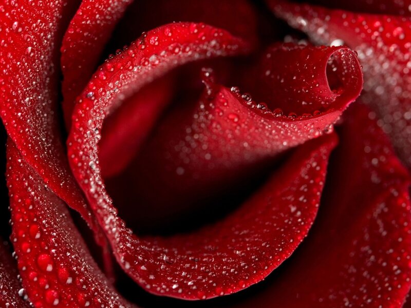 Red rose with water droplets