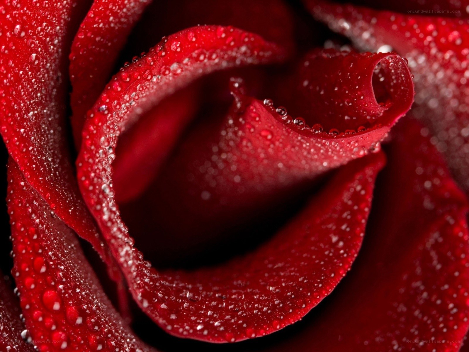 Red rose with water droplets