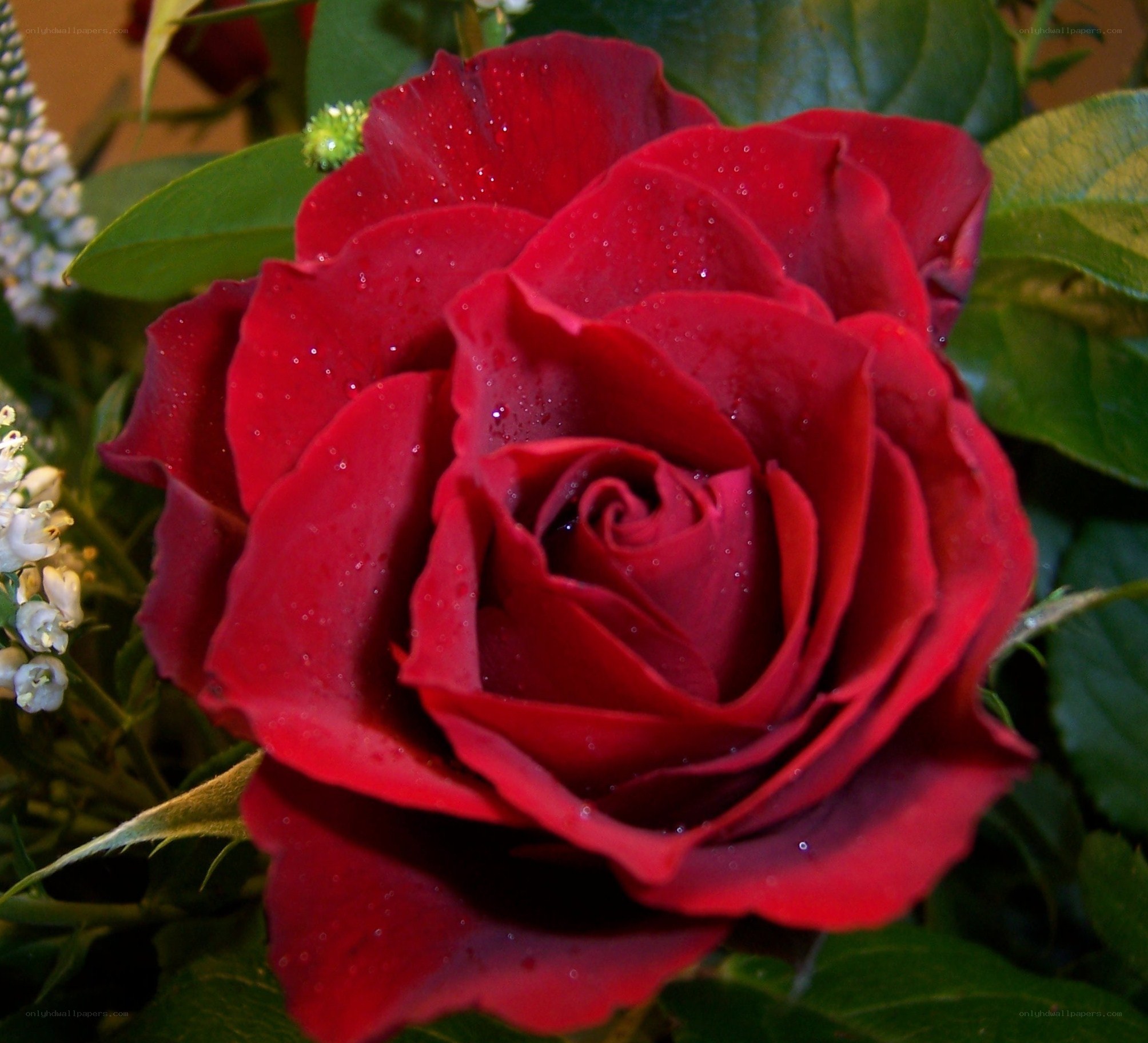 Red rose with water droplets