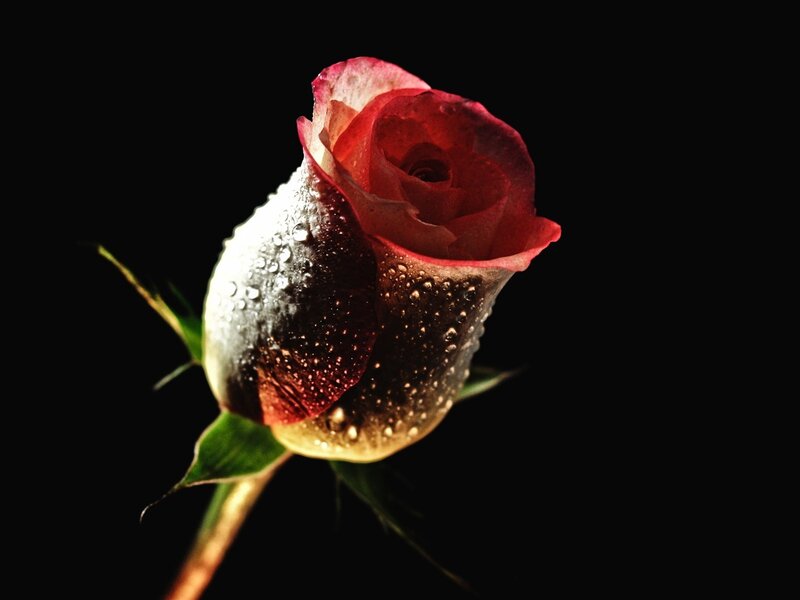Red rose with water droplets