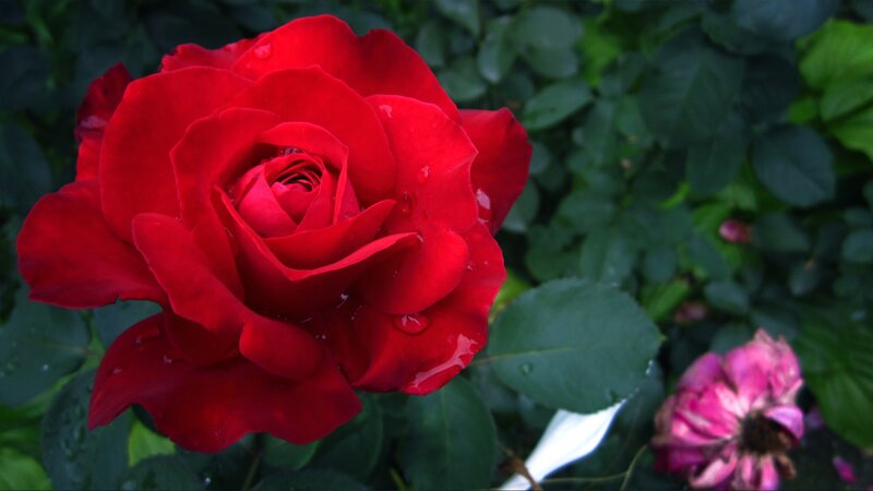 Red rose with water droplets