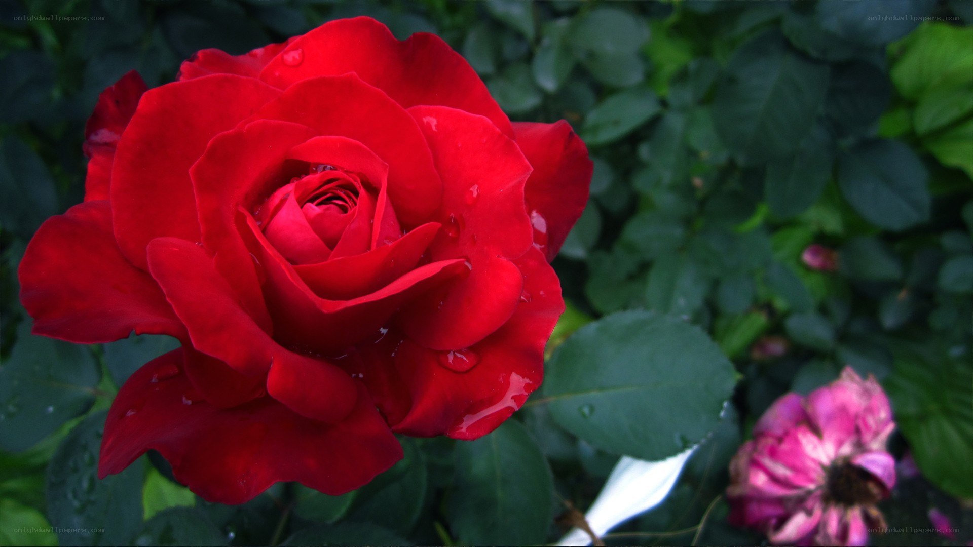 Red rose with water droplets