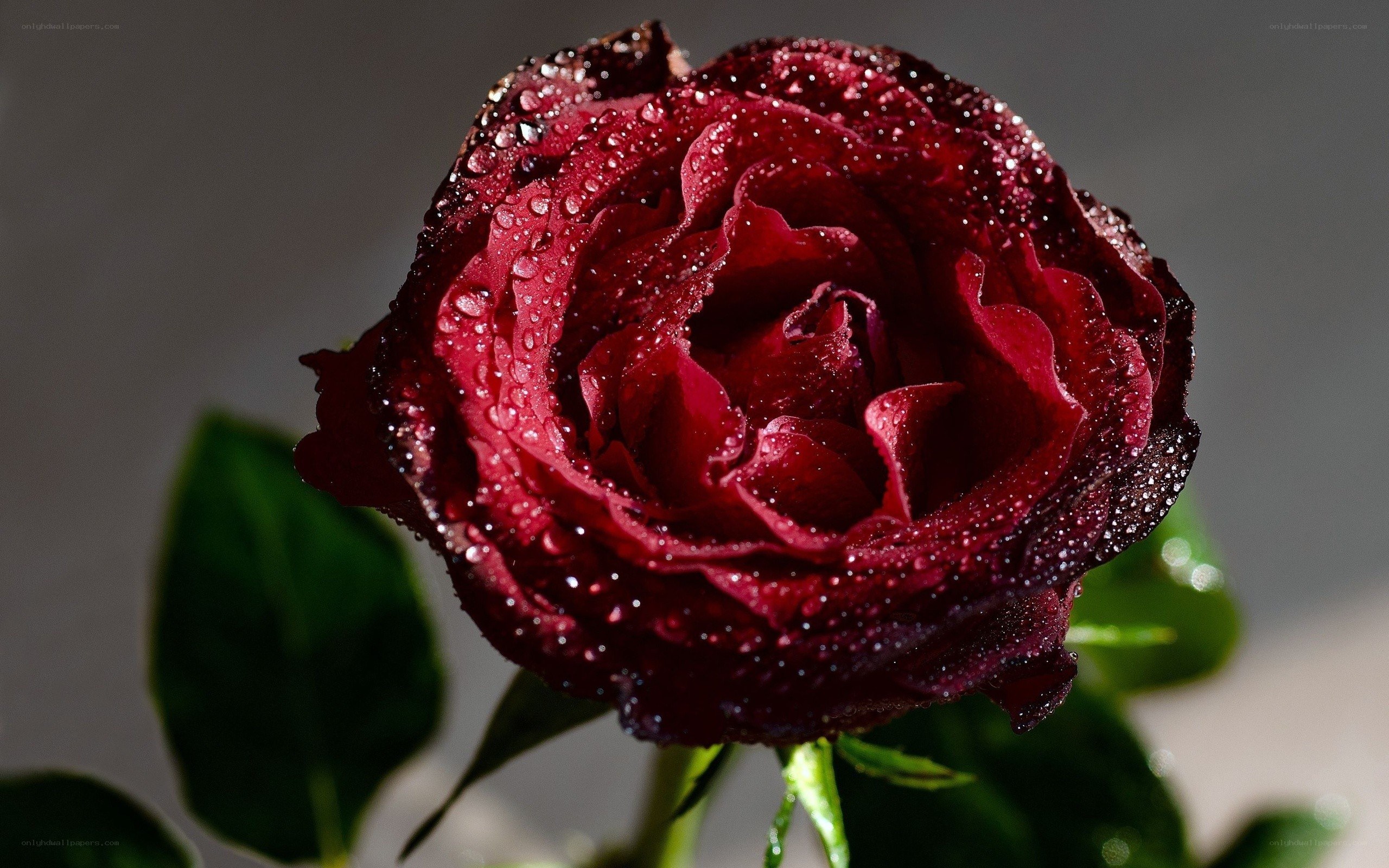 Red rose with water droplets