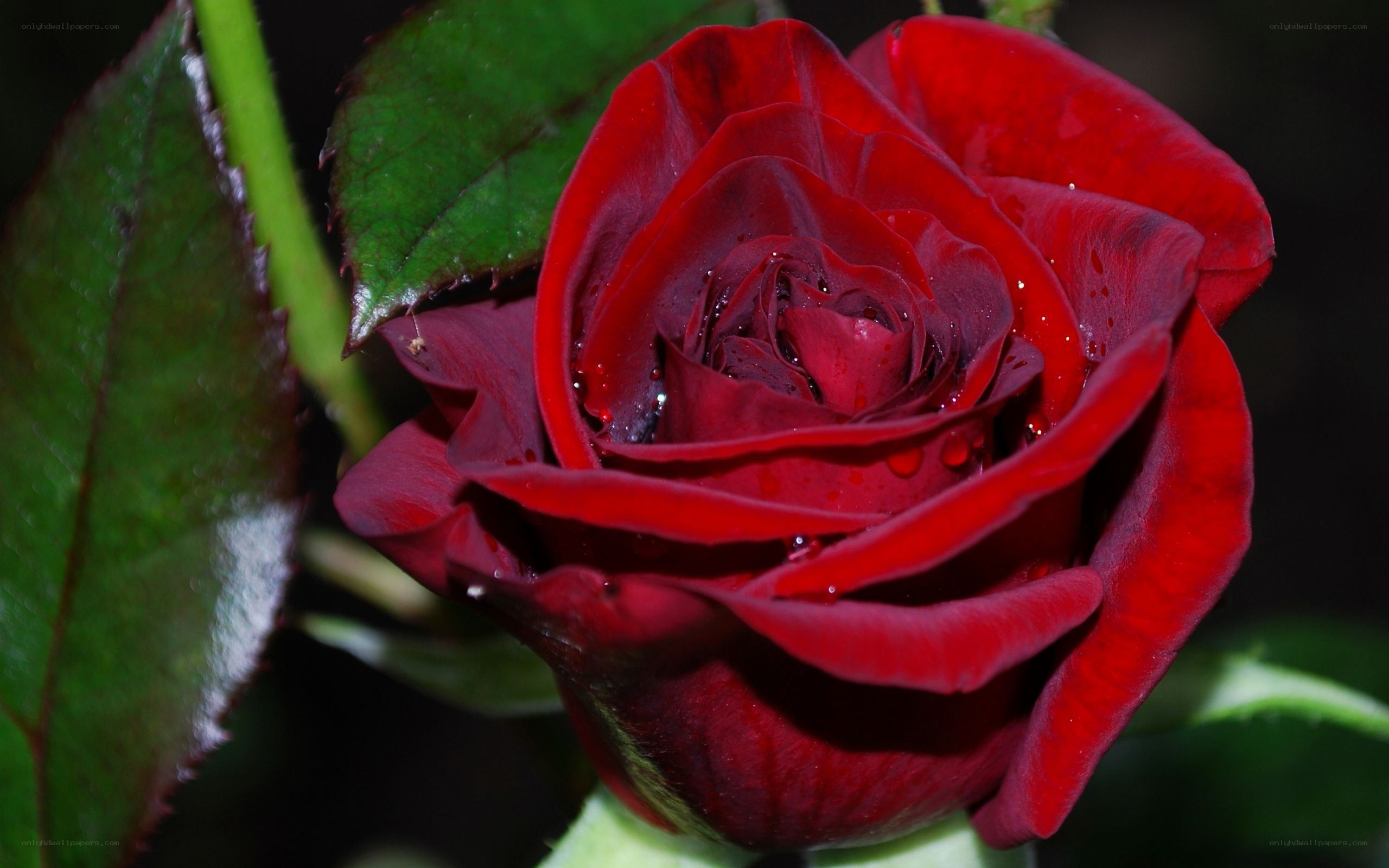 red rose with water droplets