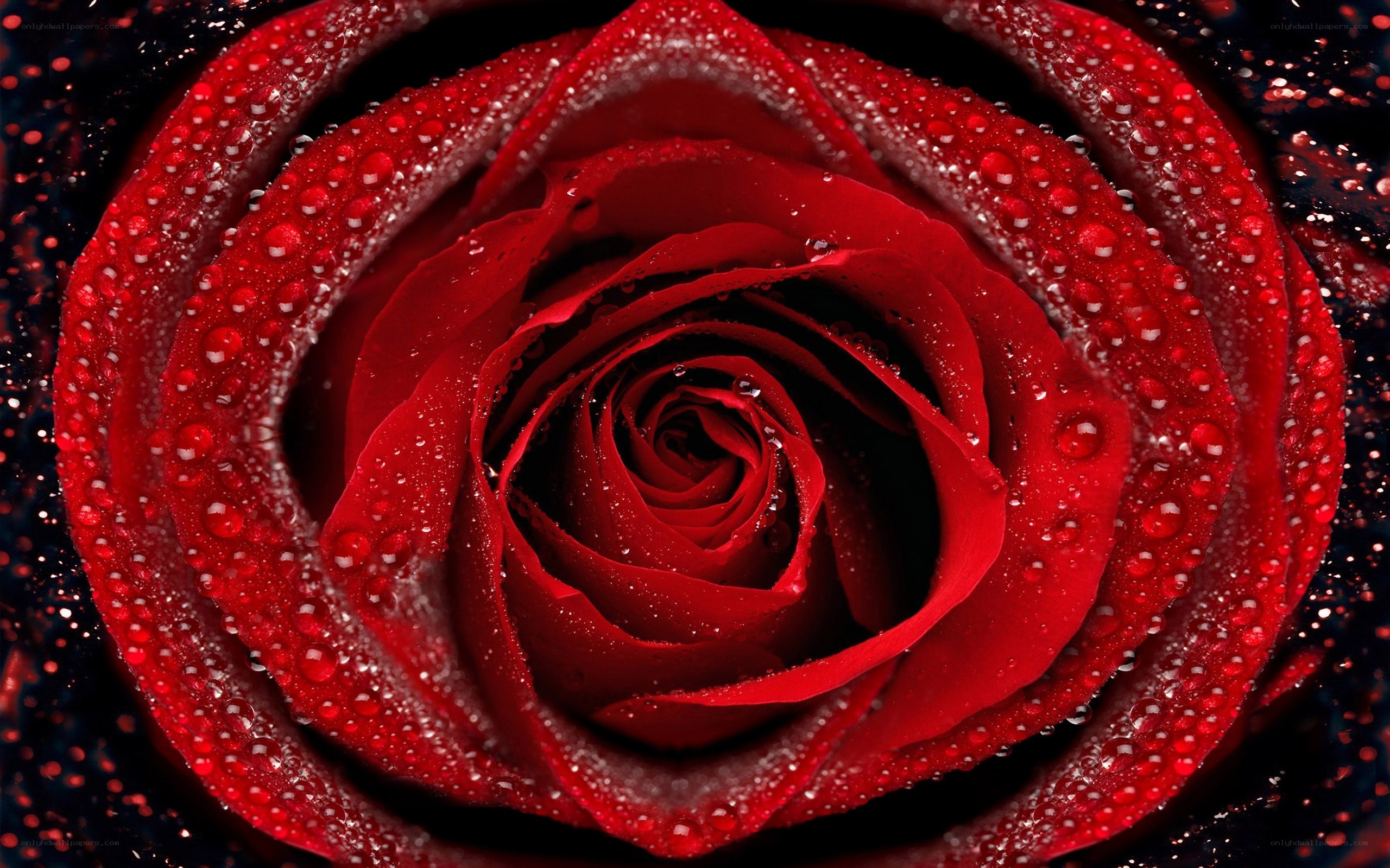 Red rose with water droplets
