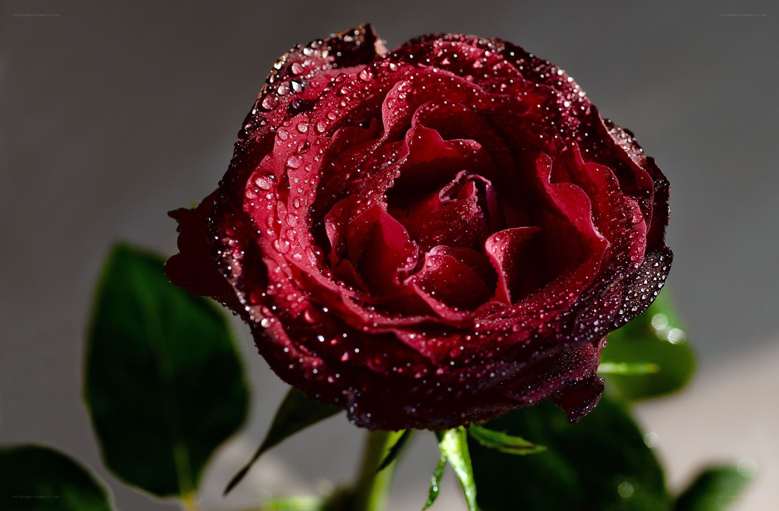 Red rose with water droplets