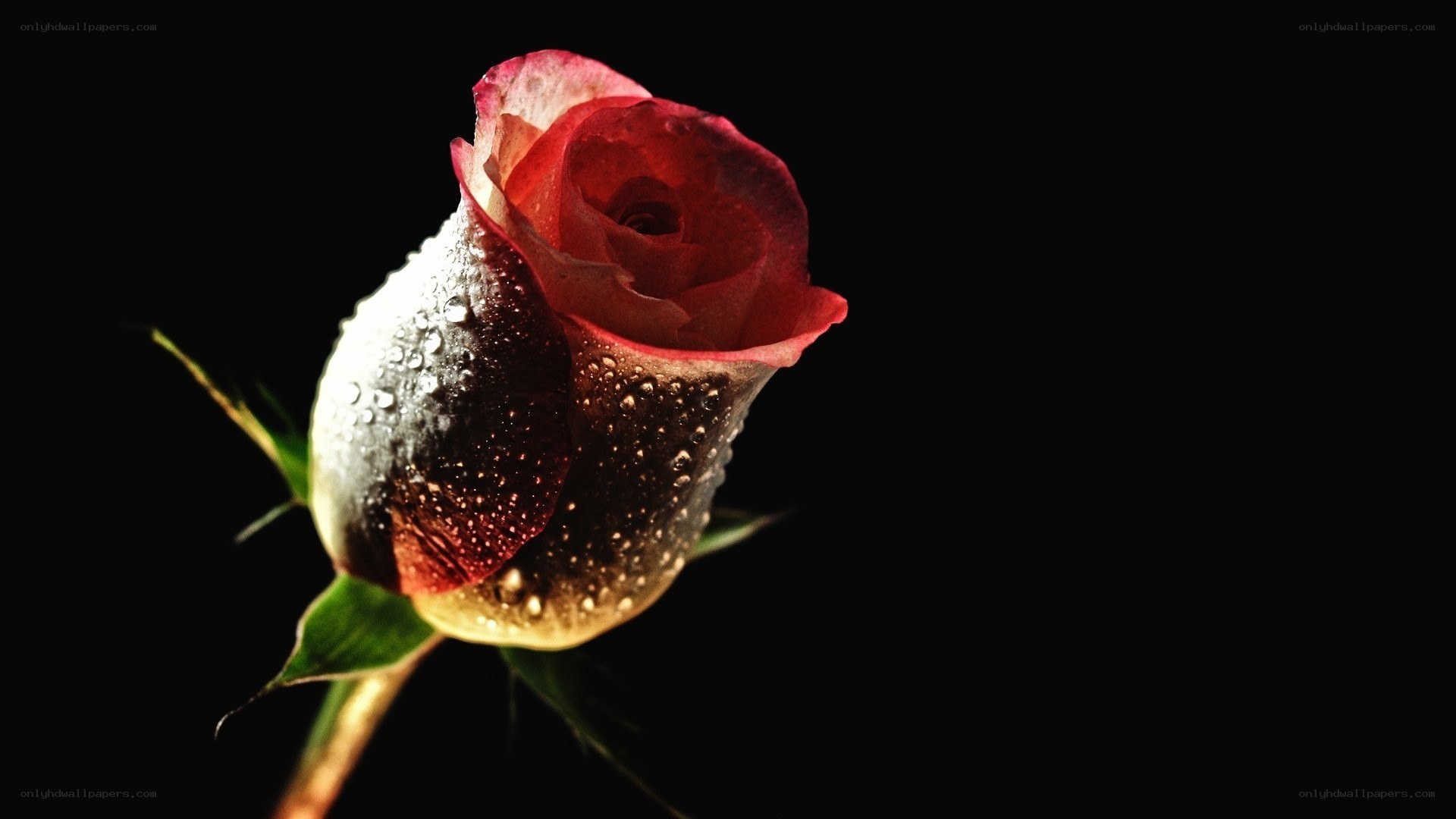 Red rose with water droplets