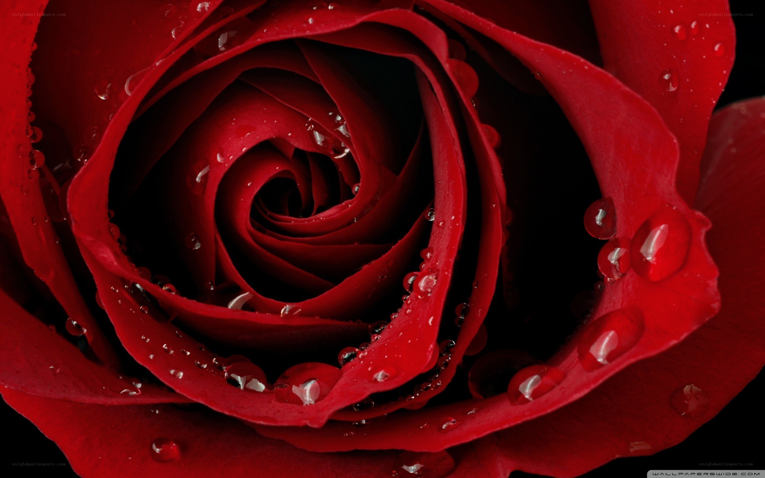 Red rose with water droplets