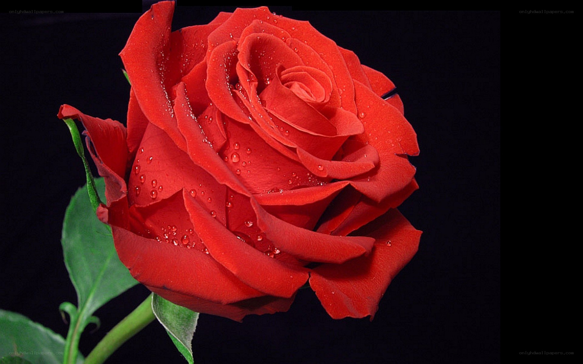Red rose with water droplets