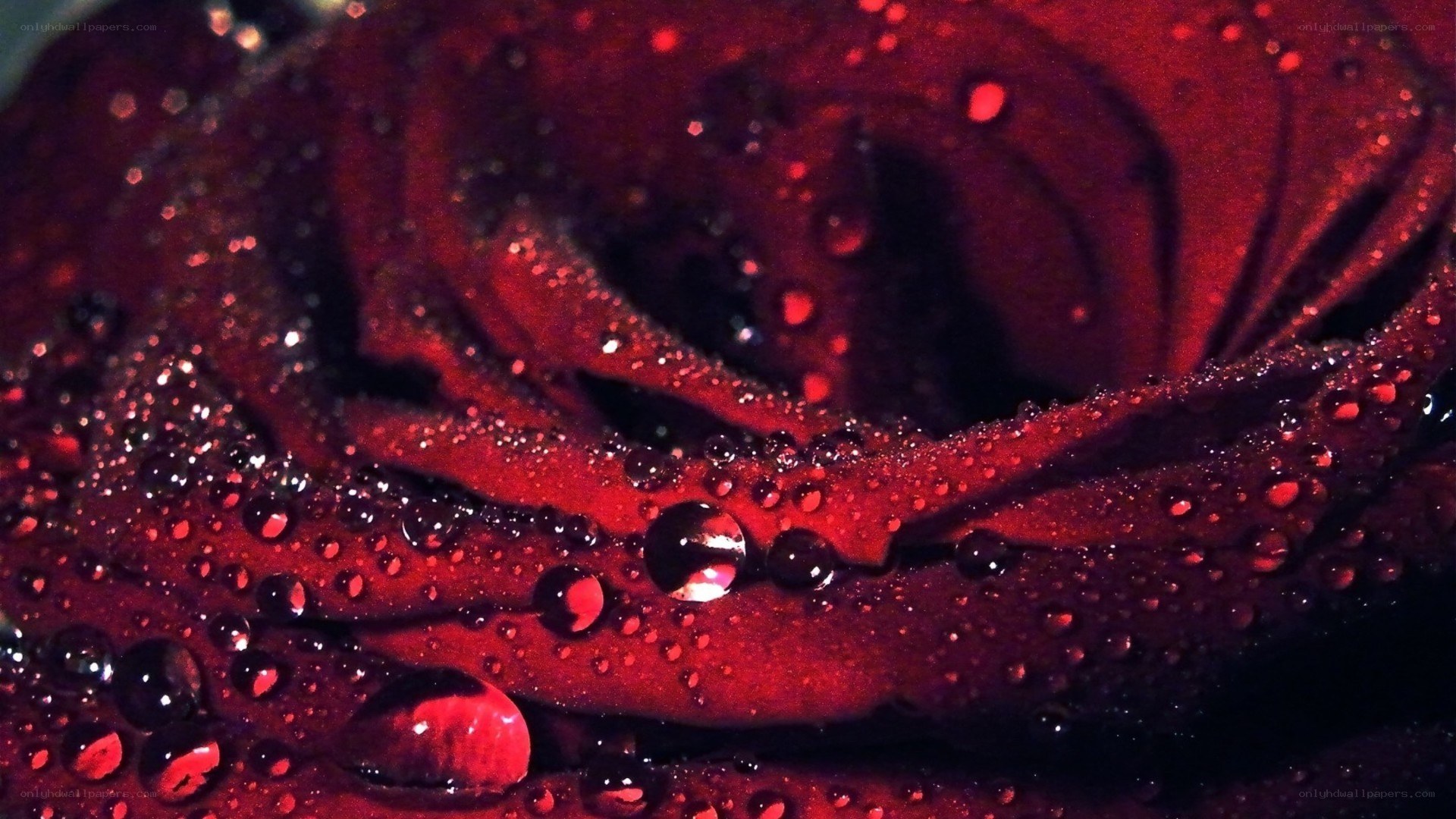 Red rose with water droplets