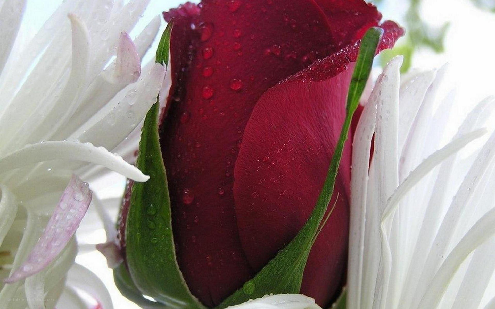 Red rose with water droplets