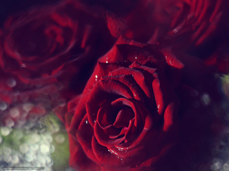 Red rose with water droplets