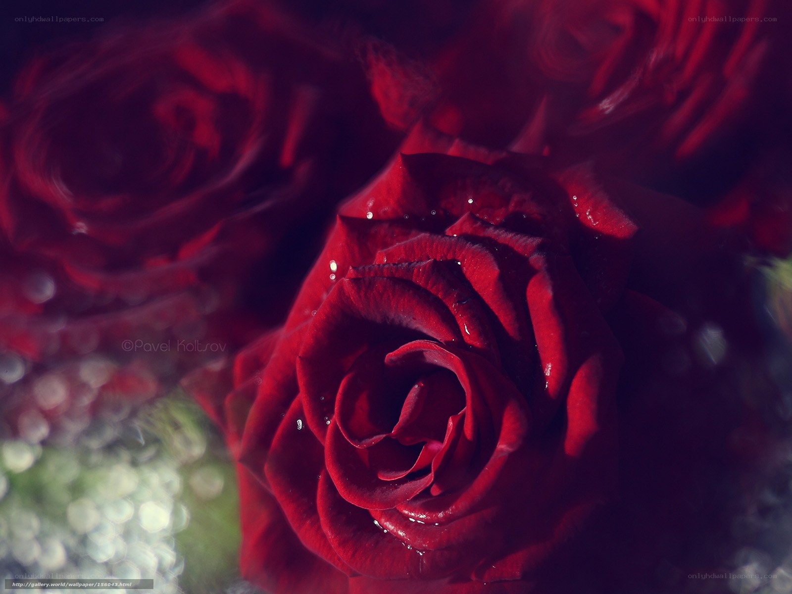 Red rose with water droplets