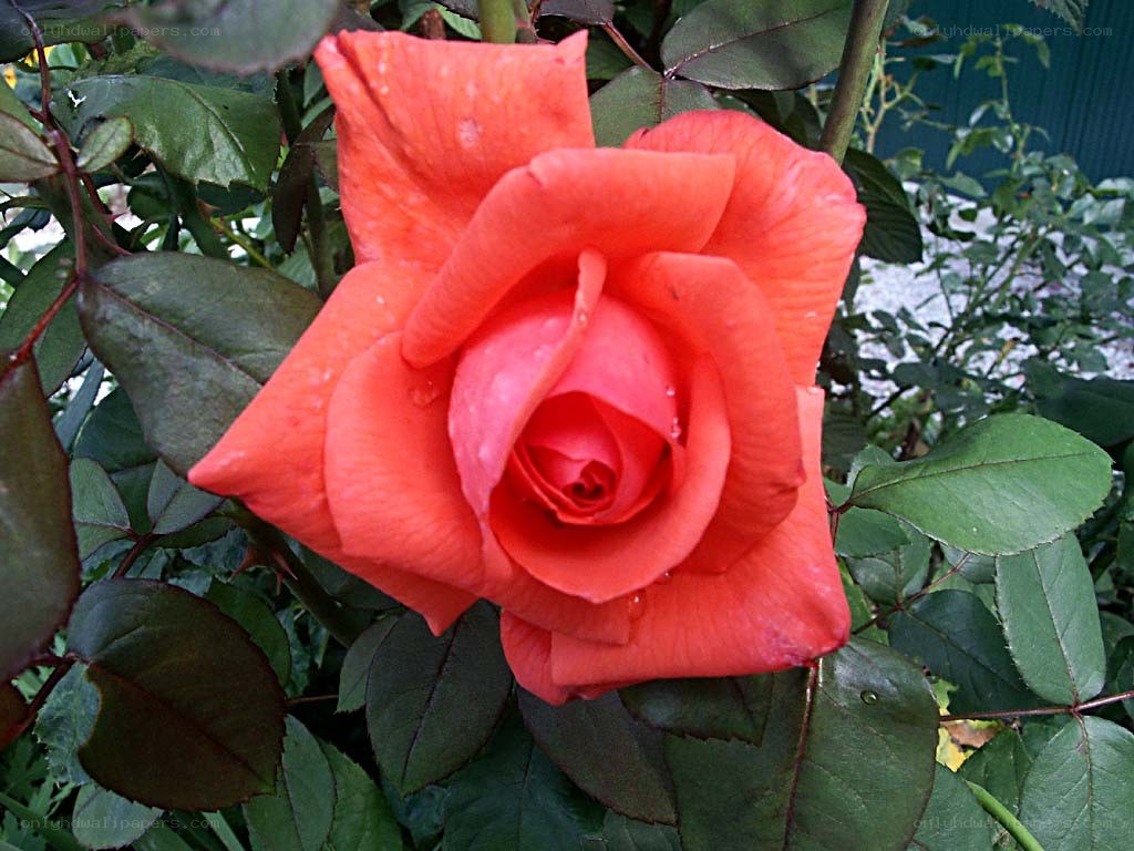 Red rose with water droplets
